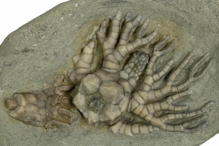 Fossil Crinoid Plate (Two Species) - Crawfordsville, Indiana #310196